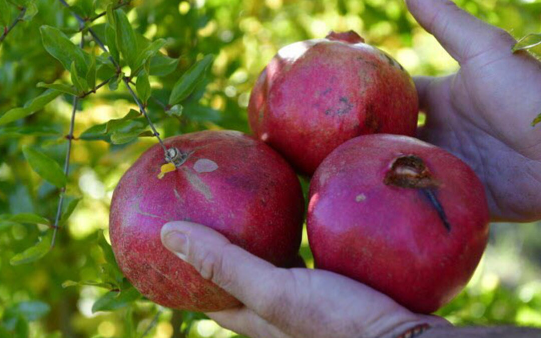 Grenades de la GAEC Popaye